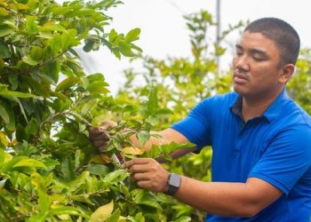 Thủ phủ mai TP.HCM tất bật chuẩn bị Tết, giảm 20% để người thu nhập thấp có thể mua