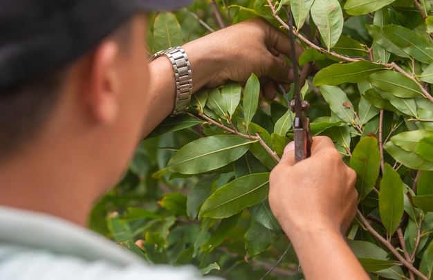 Thủ phủ mai TP.HCM tất bật chuẩn bị Tết, giảm 20% để người thu nhập thấp có thể mua