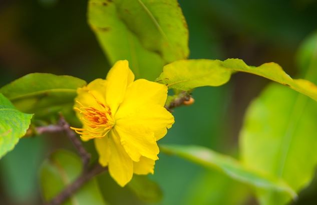 Thủ phủ mai TP.HCM tất bật chuẩn bị Tết, giảm 20% để người thu nhập thấp có thể mua