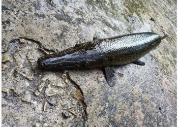 6 người đàn ông ngộ độc sau khi ăn trứng cá sấu hỏa tiễn