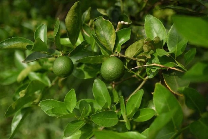 Loại quả ở Việt Nam nhiều vô kể, sang trời Tây thành đặc sản không đối thủ, quý như ‘vàng xanh’ giá hơn 700 nghìn đồng/kg