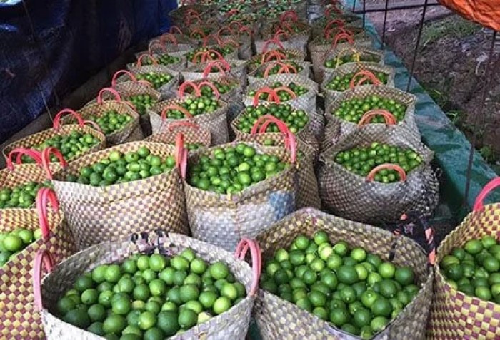 Loại quả ở Việt Nam nhiều vô kể, sang trời Tây thành đặc sản không đối thủ, quý như ‘vàng xanh’ giá hơn 700 nghìn đồng/kg