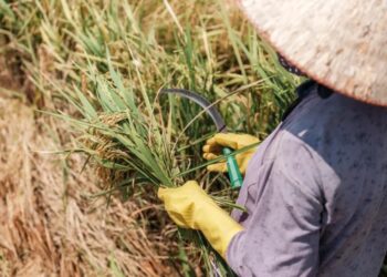 El Nino có thể đẩy giá lương thực Đông Nam Á tăng cao