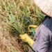 El Nino có thể đẩy giá lương thực Đông Nam Á tăng cao